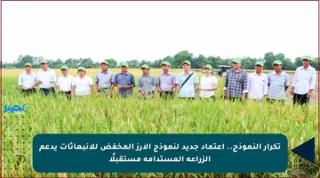 تكرار النموذج.. اعتماد جديد لنموذج الأرز المخفض للانبعاثات يدعم الزراعة المستدامة مستقبلًا